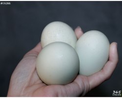 Huevos azules de gallinas de raza